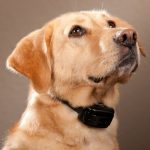 Garmin Bark Limiter Deluxe - Görsel 3